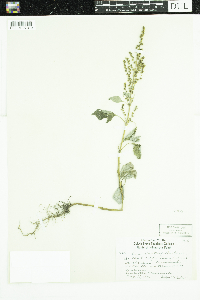 Cyclachaena xanthiifolia image