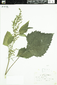 Cyclachaena xanthiifolia image
