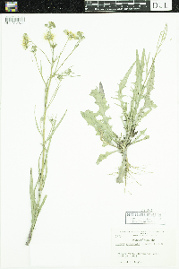 Crepis runcinata image
