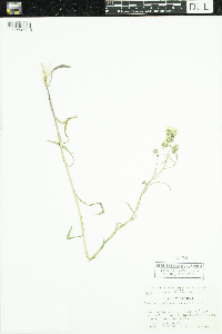 Crepis runcinata image
