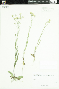 Crepis runcinata image