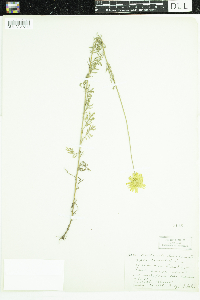 Cota tinctoria image