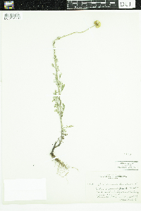 Cota tinctoria image