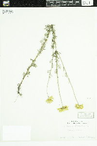 Cota tinctoria image