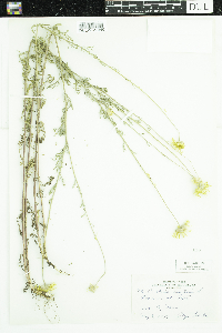 Cota tinctoria image