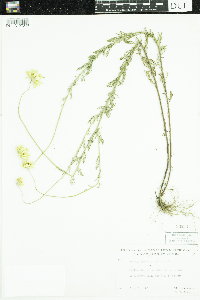 Cota tinctoria image