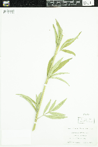 Coreopsis tripteris image