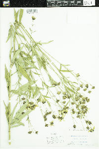 Coreopsis tripteris image