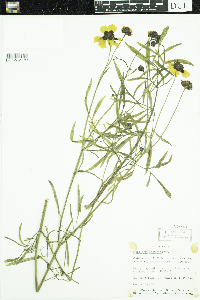 Coreopsis tinctoria image