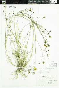 Coreopsis tinctoria image