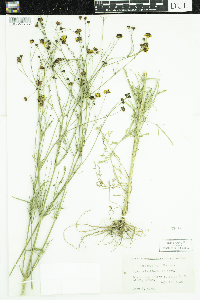 Coreopsis tinctoria image