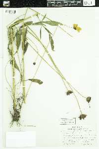 Coreopsis lanceolata image
