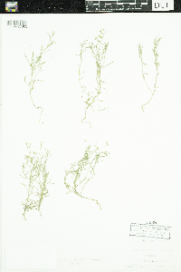 Conyza ramosissima image