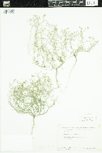 Conyza ramosissima image