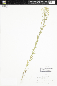 Conyza canadensis image