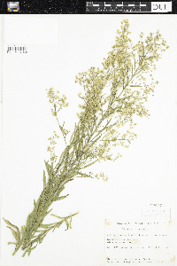 Conyza canadensis image