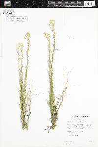 Conyza canadensis image