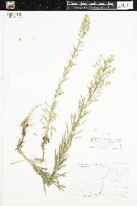 Conyza canadensis image