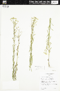 Conyza canadensis image