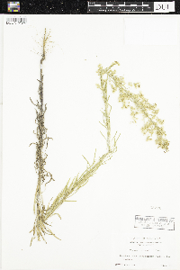 Conyza canadensis image