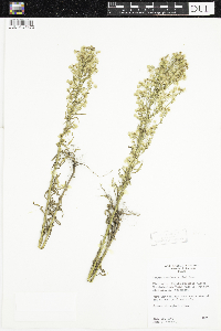 Conyza canadensis image