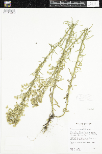 Conyza canadensis image