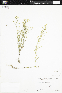 Thumbnail image of current specimen