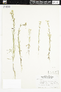 Conyza canadensis image