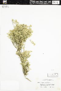 Conyza canadensis image