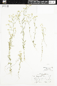 Conyza canadensis image