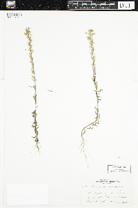 Conyza canadensis image