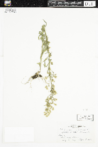 Conyza canadensis image