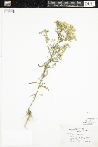 Conyza canadensis image