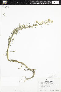 Conyza canadensis image