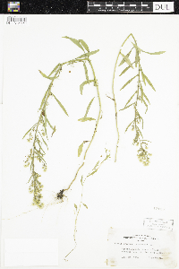 Conyza canadensis image