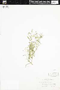 Conyza canadensis image