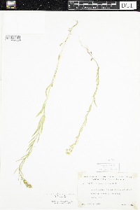 Conyza canadensis image