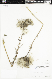 Cirsium muticum image