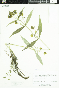 Bidens tripartita image