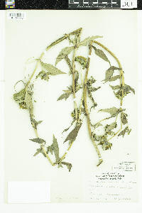 Bidens tripartita image