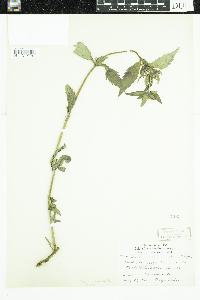 Bidens tripartita image