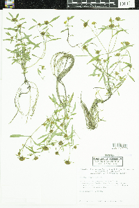 Bidens tripartita image