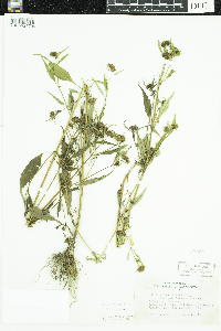 Bidens tripartita image