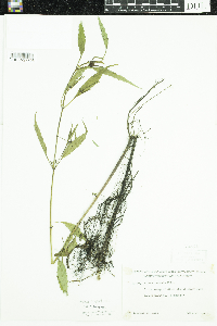 Bidens tripartita image