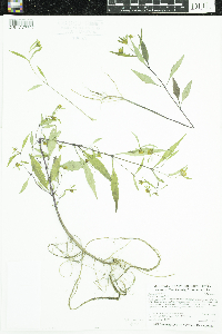 Bidens tripartita image