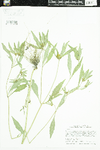 Bidens tripartita image