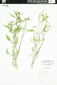 Bidens tripartita image