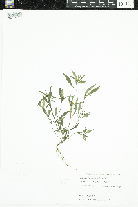 Bidens tripartita image
