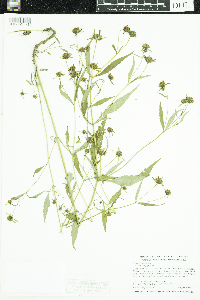 Bidens tripartita image