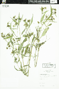 Bidens tripartita image